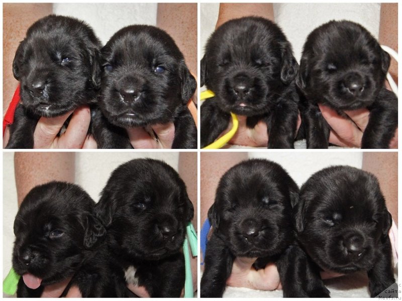 Фото: ньюфаундленд Супер Бизон Фиаметта, ньюфаундленд Супер Бизон Фабула, ньюфаундленд Супер Бизон Фифа, ньюфаундленд Супер Бизон Фрутелла, ньюфаундленд Супер Бизон Фишка, ньюфаундленд Супер Бизон Фиона, ньюфаундленд Супер Бизон Фламинго, ньюфаундленд Супер Бизон Флорида