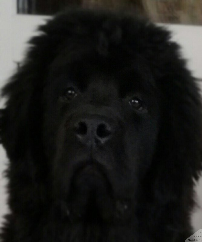 Фотография № 234591