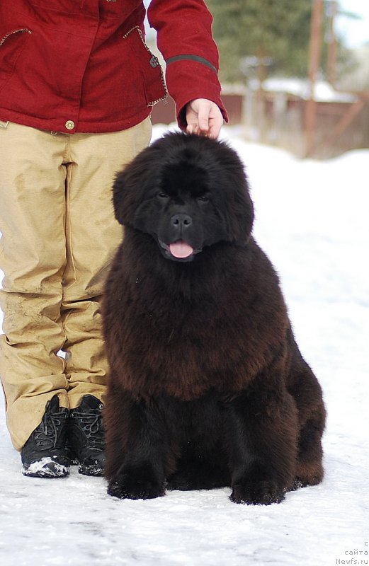 Фото: ньюфаундленд Флюфи Аваланч Мимими