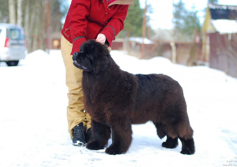 Фото: ньюфаундленд Флюфи Аваланч Мимими