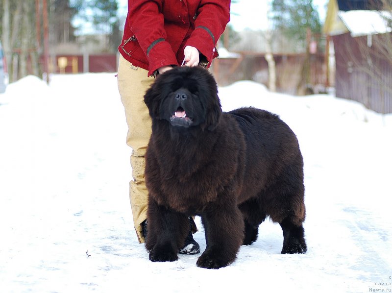 Фото: ньюфаундленд Флюфи Аваланч Мимими