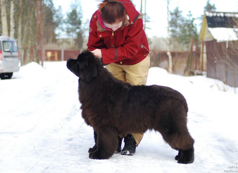 Фото: ньюфаундленд Флюфи Аваланч Мимими