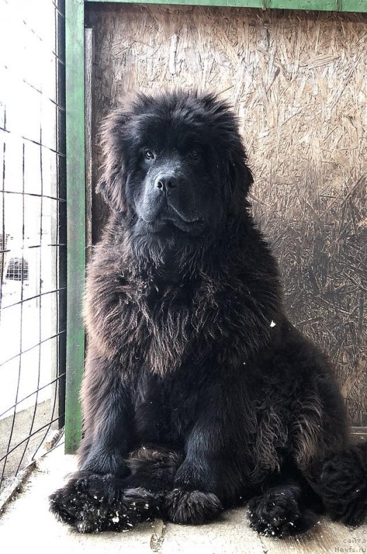 Фото: ньюфаундленд Флюфи Аваланч Мимими