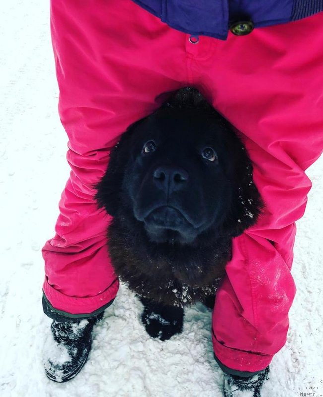 Фото: ньюфаундленд Флюфи Аваланч Мимими