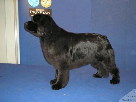 Фото: ньюфаундленд Чармон Этуаль из Медвежьего Яра (Charmon  Etoile iz Medvejyego Yara)