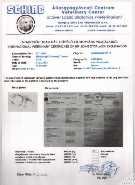 Фото: ньюфаундленд Mississippi-Missouri Careen