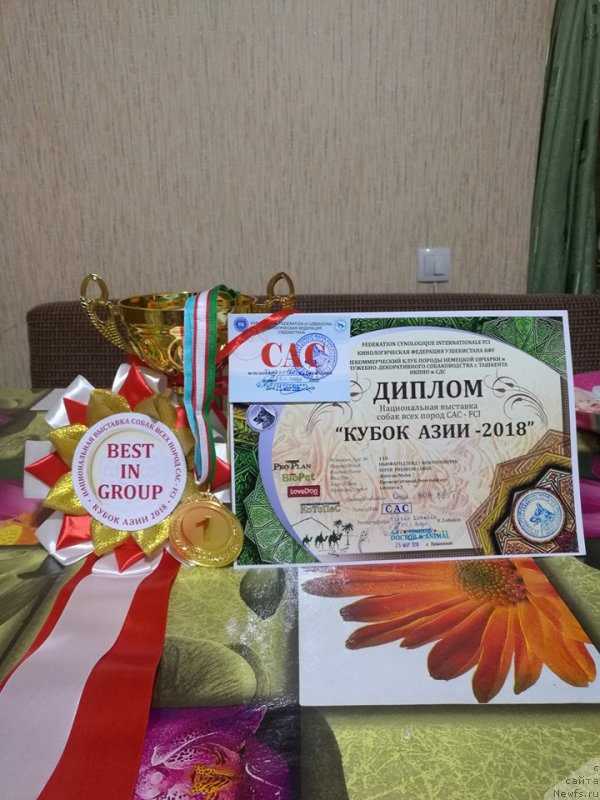 Фото: ньюфаундленд Супер Премиум Цириус