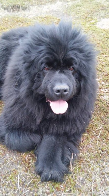 Фото: ньюфаундленд Амаретто Делла Каса Дел Орсо