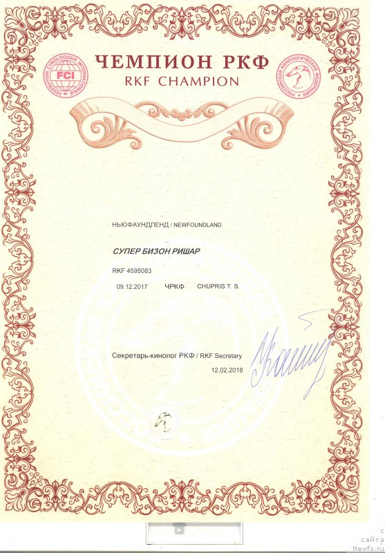 Фото: ньюфаундленд Супер Бизон Ришар