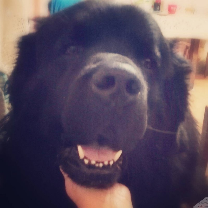 Фото: ньюфаундленд Чарльз Балу Блек Биар