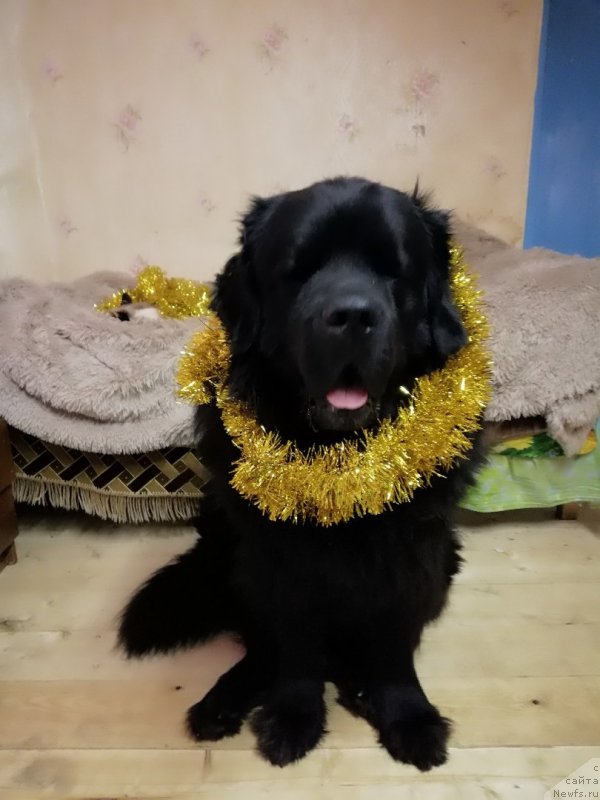 Фото: ньюфаундленд Чарльз Балу Блек Биар