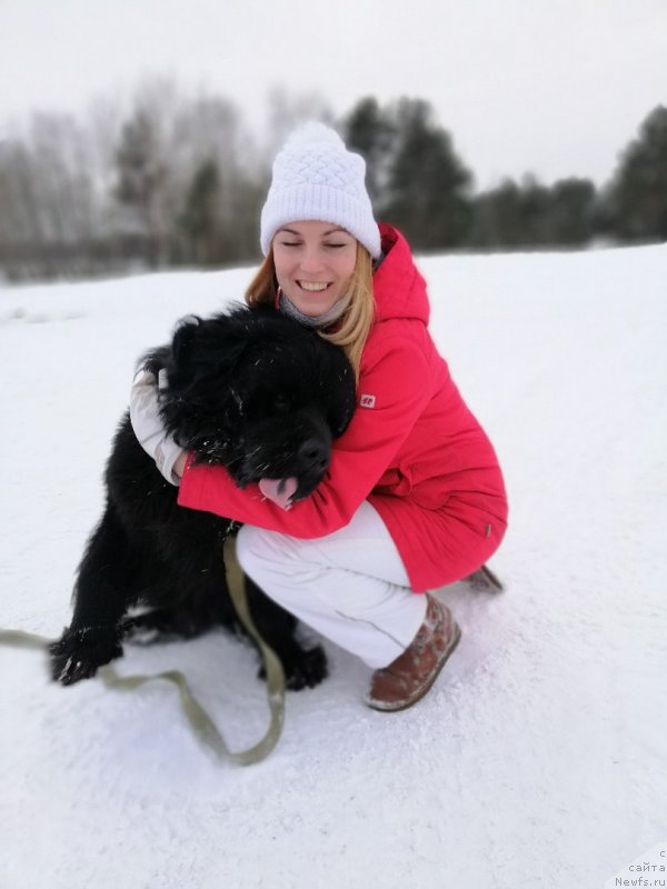 Фото: ньюфаундленд Чарльз Балу Блек Биар