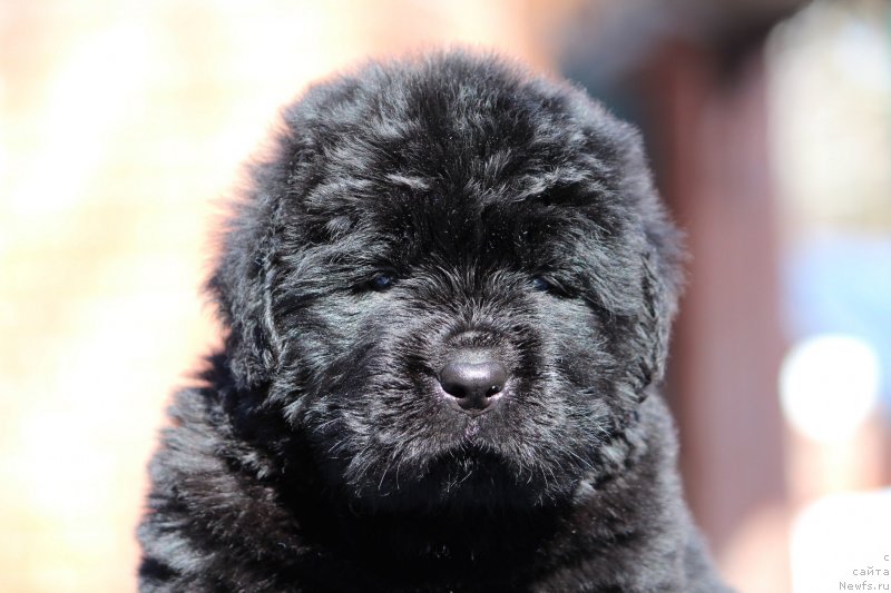 Фото: ньюфаундленд Супер Премиум Яшата но Ороти