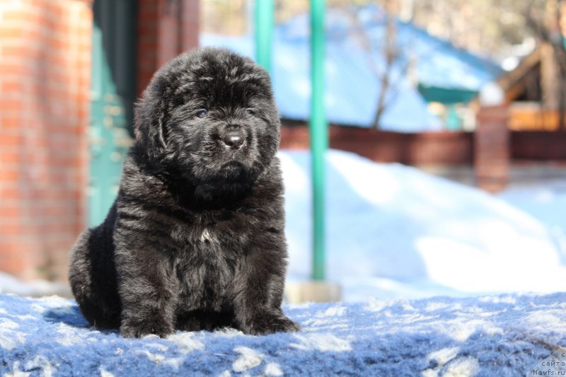 Фото: ньюфаундленд Супер Премиум Яшата но Ороти