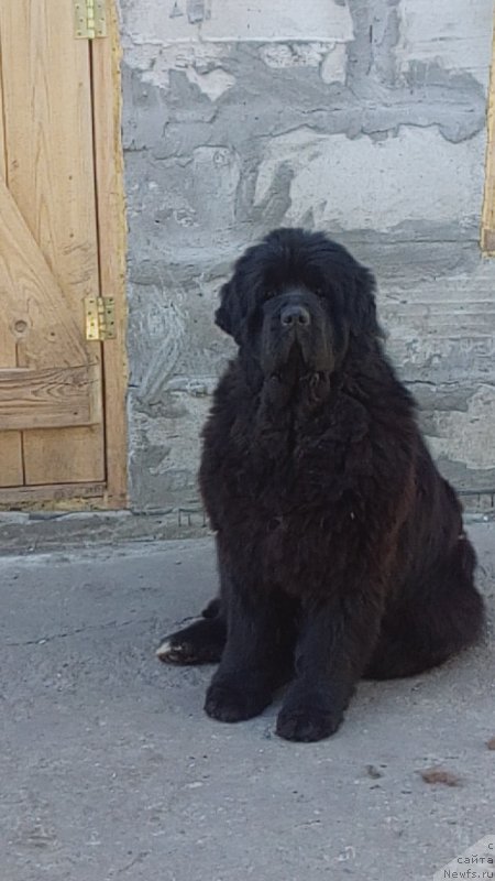 Фото: ньюфаундленд Вип Коллекшн Алания