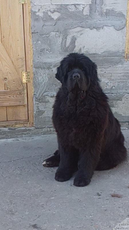 Фото: ньюфаундленд Вип Коллекшн Алания