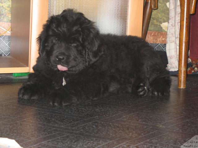 Фото: ньюфаундленд Смигар Ненси Непревзойденная