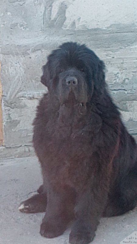 Фото: ньюфаундленд Вип Коллекшн Алания