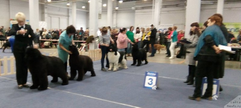 Фото: ньюфаундленд Much Better Kilnioji Sirdis, ньюфаундленд Супер Премиум Элеганс (Super Premium Elegans), ньюфаундленд Гордон Инг'л Перикльз фром Рашн Беар, ньюфаундленд Фиаметтахауз Цикнеус (Fiamettahauz Tsikneus)