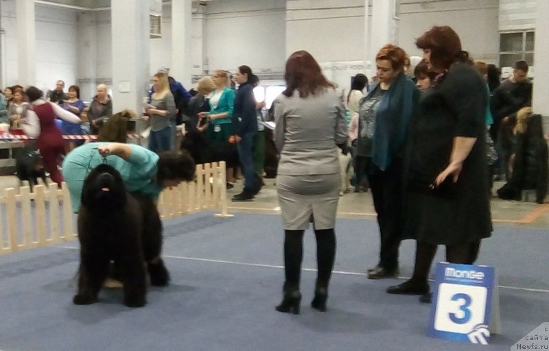 Фото: ньюфаундленд Супер Премиум Элеганс (Super Premium Elegans)