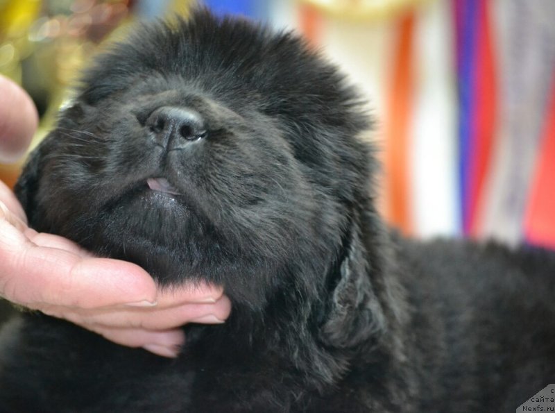 Фото: ньюфаундленд Лавруша Душа Парень