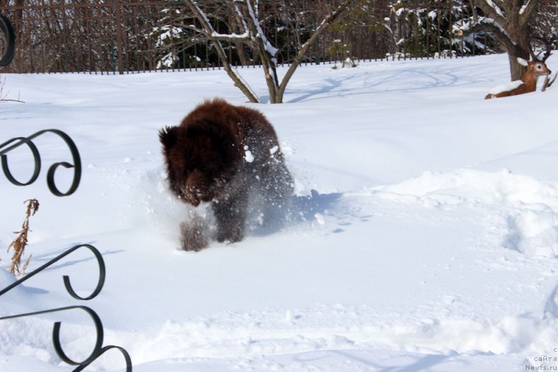 Фото: ньюфаундленд Браунблад  МСК Лион Лаби-Рони (Brownblood MSK Lyon Labi-Roni)