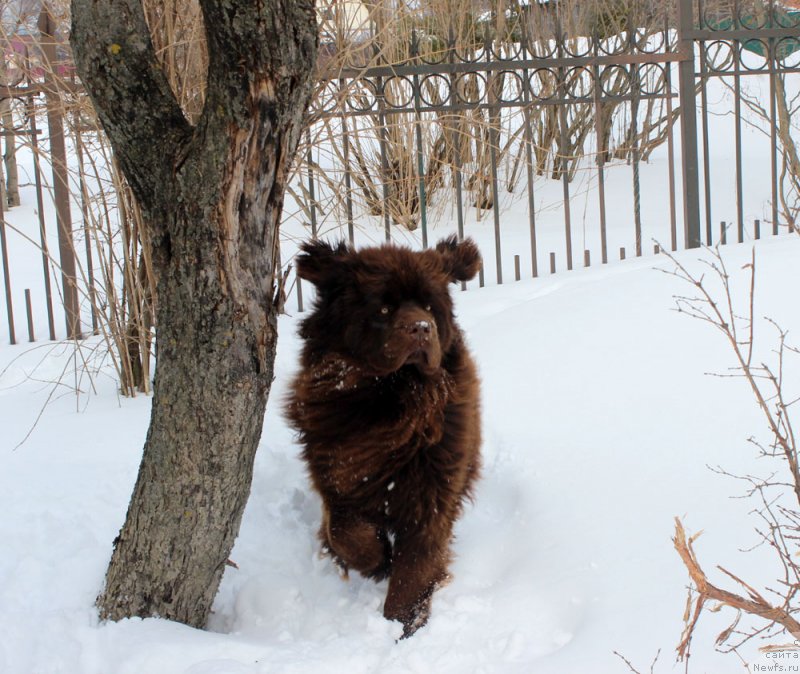 Фото: ньюфаундленд Браунблад  МСК Лион Лаби-Рони (Brownblood MSK Lyon Labi-Roni)
