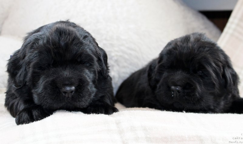 Фото: ньюфаундленд Браунблад МСК Мартин Корэйджес Гай (Brownblood MSK Martin Courageous Guy), ньюфаундленд Браунблад МСК Марта Чирфул Леди (Brownblood MSK Martha Cheerful Lady)