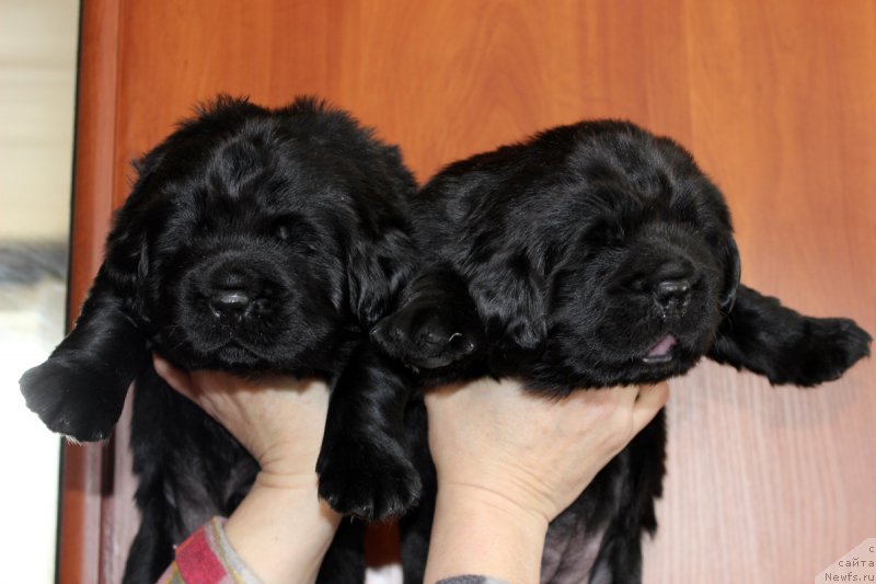 Фотография № 234682