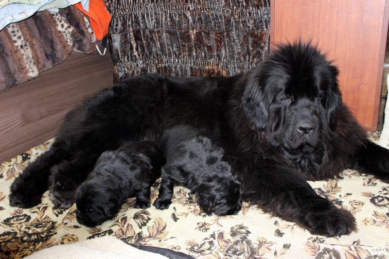 Фотография № 234683