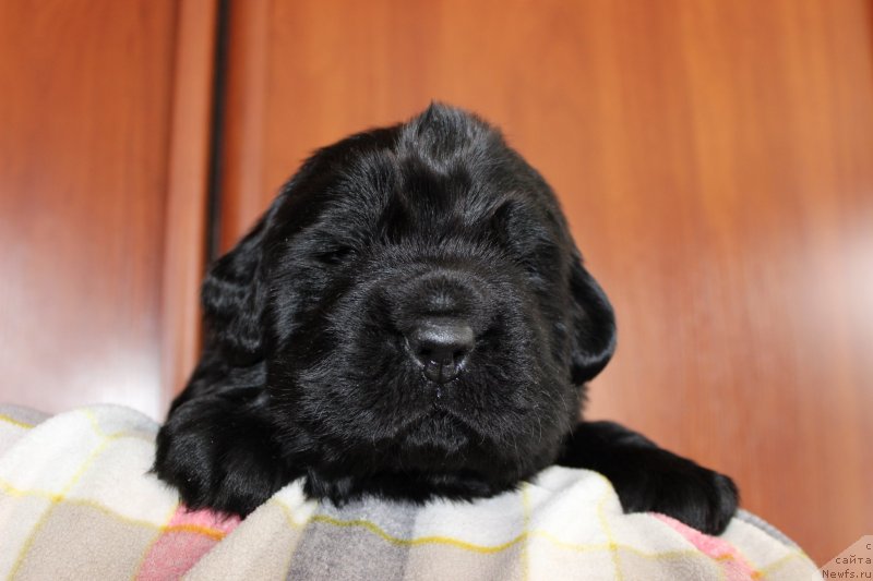 Фото: ньюфаундленд Браунблад МСК Мартин Корэйджес Гай (Brownblood MSK Martin Courageous Guy)