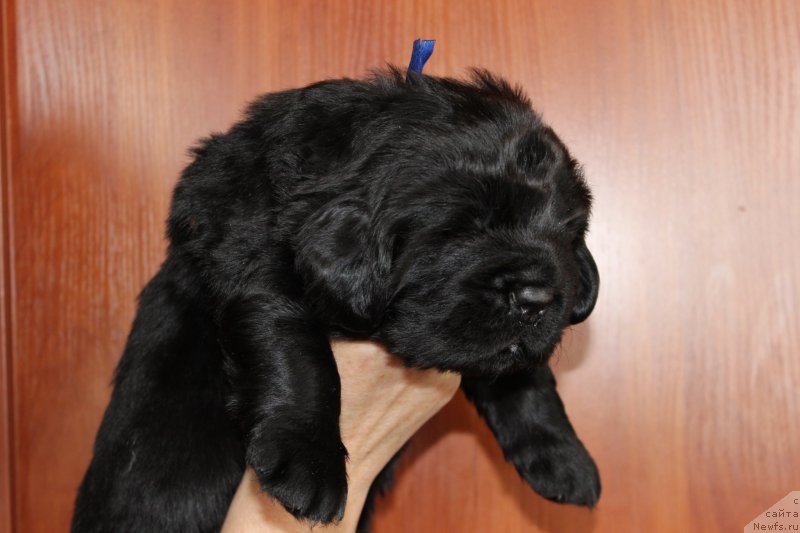 Фото: ньюфаундленд Браунблад МСК Мартин Корэйджес Гай (Brownblood MSK Martin Courageous Guy)