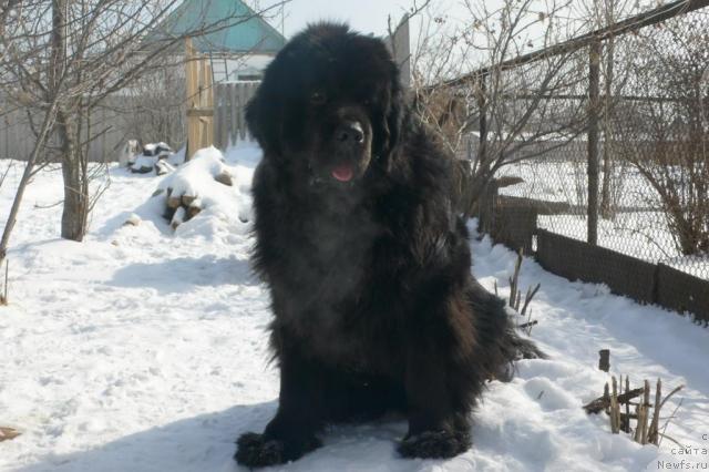 Фото: ньюфаундленд Супер Премиум Амелия Экшен