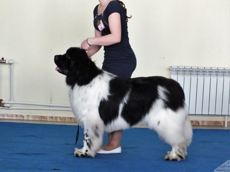 Фотография № 234710