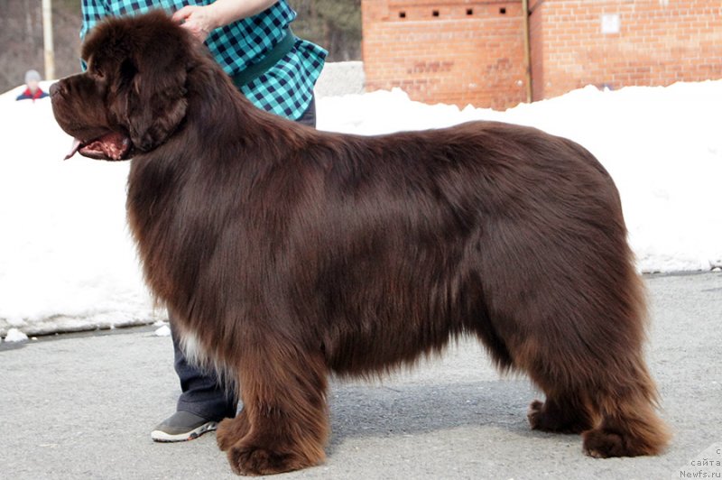 Фото: ньюфаундленд Супер Бизон Отис Тобиас