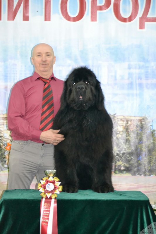 Фото: ньюфаундленд Назар Вятский Медведь (Nazar Vyatskiy Medved)