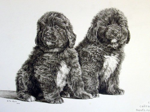 Фотография № 234755