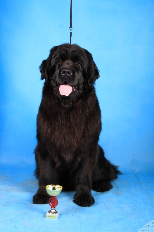 Фото: ньюфаундленд Май Френд Ньюфи Лавендэ Палм (May Frend Newfy Lavender Palm)