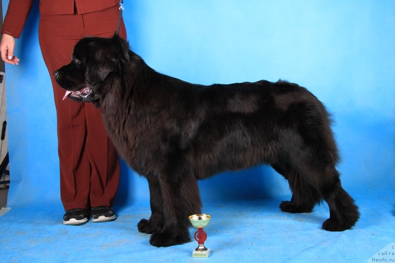 Фото: ньюфаундленд Май Френд Ньюфи Лавендэ Палм (May Frend Newfy Lavender Palm)