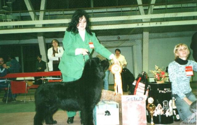 Фото: ньюфаундленд Глэд Ту Си Джипси