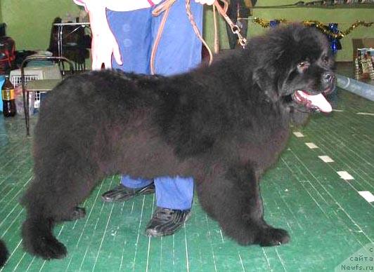 Фото: ньюфаундленд Супер Премиум Бэрри Гуд Лак (Super Premium Berry Good Luck)