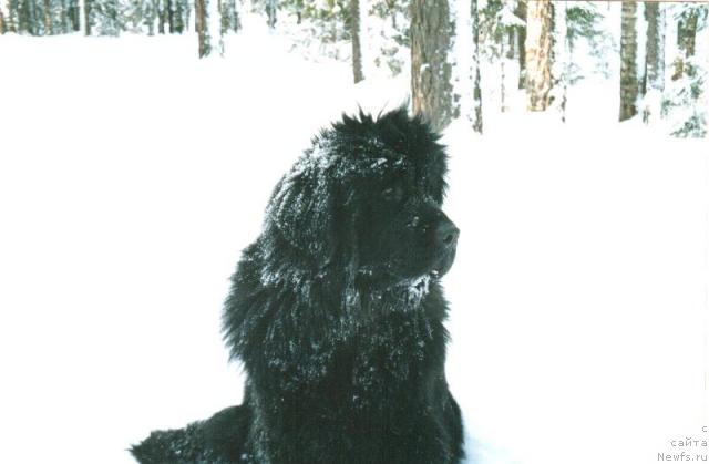 Фото: ньюфаундленд Глэд Ту Си Джипси