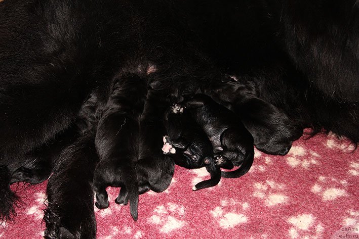 Фотография № 234804