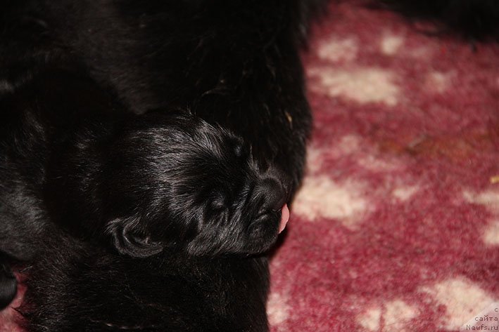 Фотография № 234806