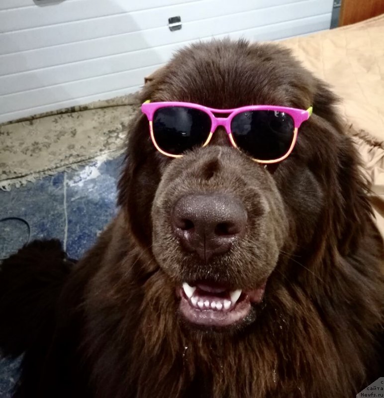 Фото: ньюфаундленд Браунблад МСК Лея Айман (Brownblood MSK Leya Aiman)