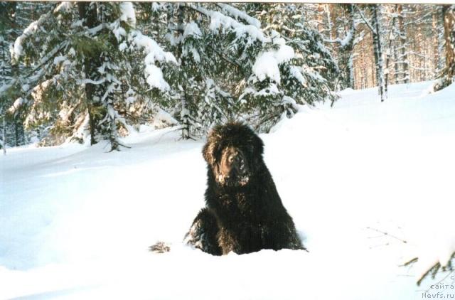 Фото: ньюфаундленд Глэд Ту Си Джипси