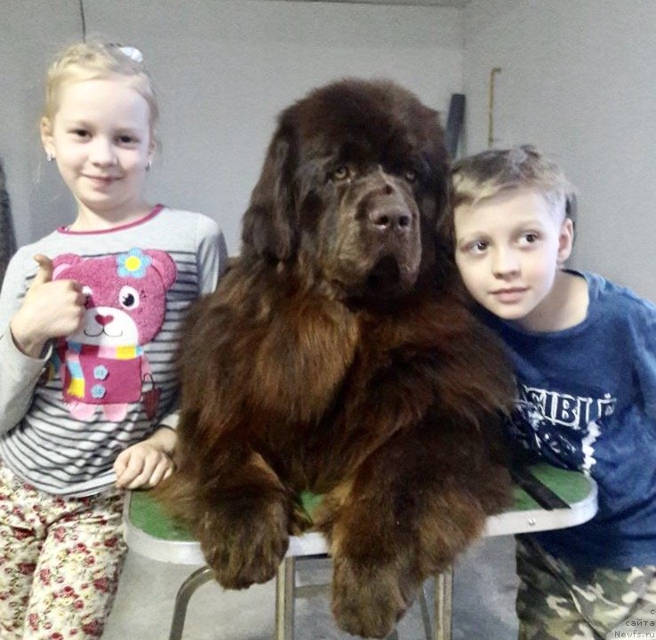 Фото: ньюфаундленд Браунблад МСК Лея Айман (Brownblood MSK Leya Aiman)