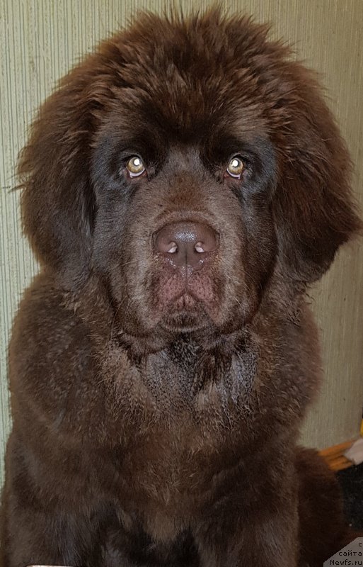 Фото: ньюфаундленд Квинтилиан Брауни