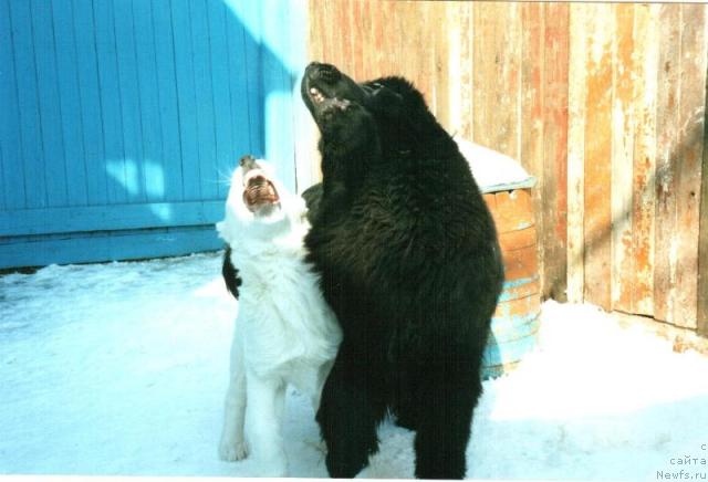 Фото: ньюфаундленд Глэд Ту Си Джипси