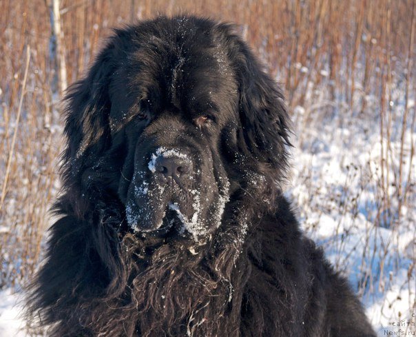 Фото: ньюфаундленд Фанньюф Гендальф Грейт